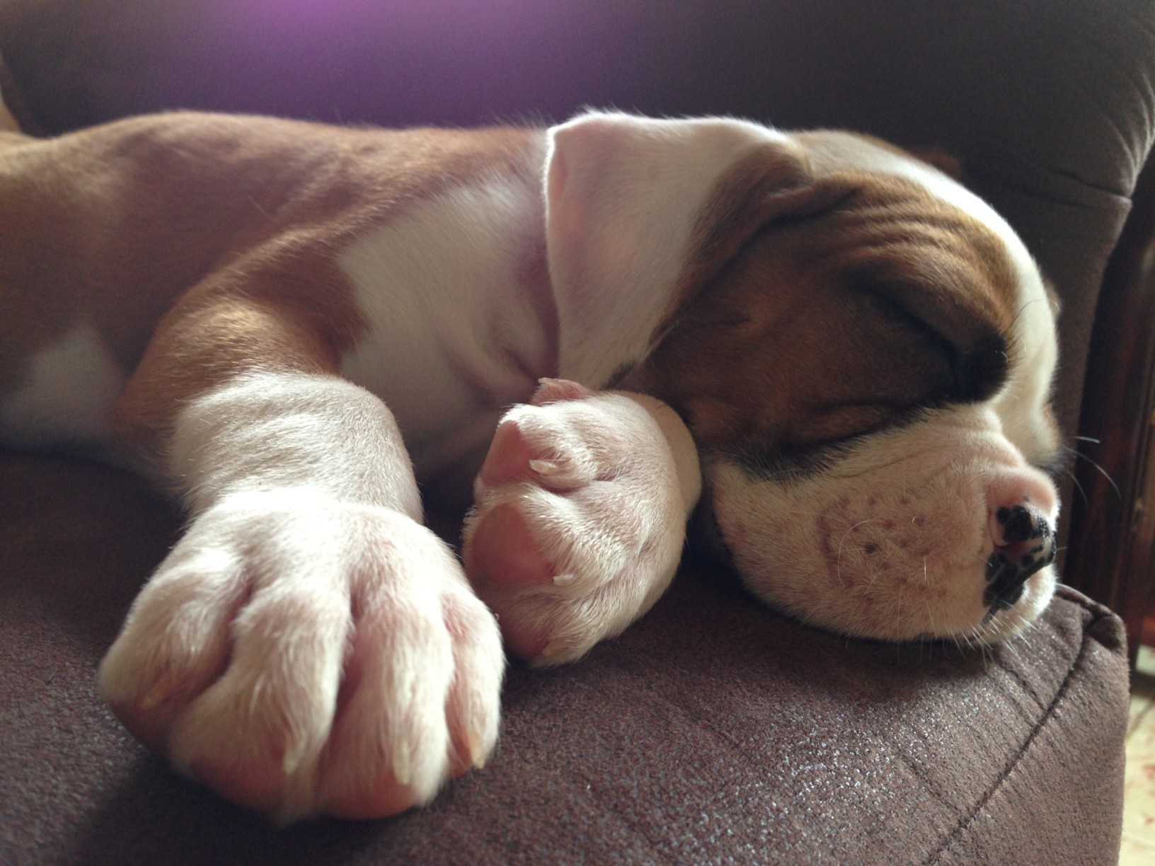 What's The Obsession with Dog Breeding? Word Power