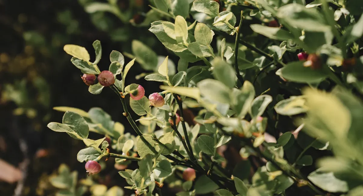 urban foraging UK trend
