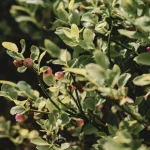urban foraging UK trend