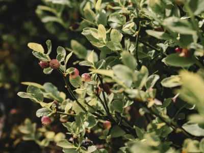 urban foraging UK trend